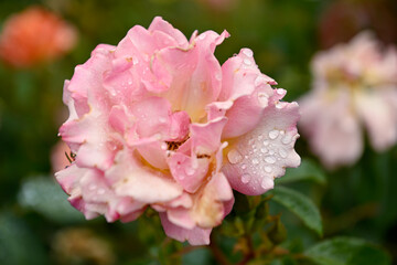 Beautiful Rose in Garden During Rain