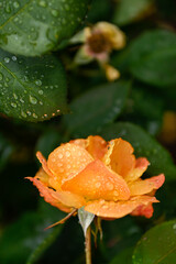 Beautiful Orange Rose in Garden During Rain