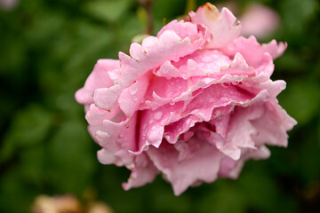 Beautiful Rose in Garden During Rain