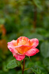 Obraz premium Beautiful Rose in Garden During Rain