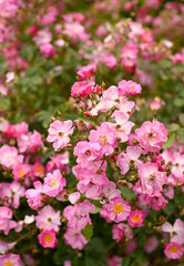 Fototapeta na wymiar Close up of Beautiful Pink Roses 