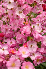 Close up of Beautiful Pink Roses 