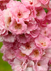 Close up of Beautiful Pink Roses 