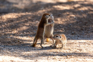 Fototapeta premium Three round-tailed ground squirrel, Xerospermophilus tereticaudus, siblings rough housing and play fighting in the Sonoran Desert. Funny antics by cute wildlife. Pima County, Tucson, Arizona, USA.