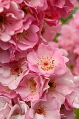 Close up of Beautiful Pink Roses 