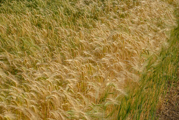 Getreidefelder im Münsterland