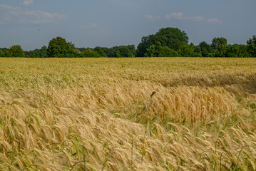 Getreidefelder im Münsterland