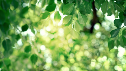 Fototapeta na wymiar Nature of green leaf with bokeh background in summer, Natural green leaves plants with sunlight in springtime, copy space, environment ecology.