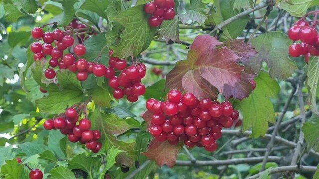 Sprigs of red viburnum berries among leaves in autumn on sunny day.