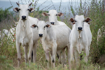 Fototapeta premium four oxen