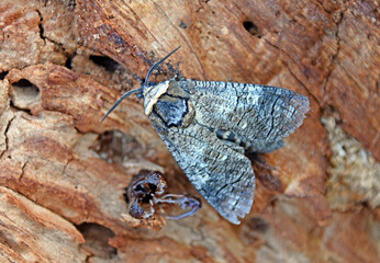 Weidenbohrer (Cossus cossus)