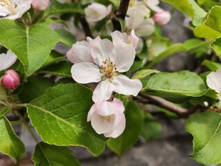 apple tree flowers