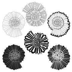 Shells. Hand drawn vector collection, 6 isolated  elements on white background. Perfect for decoration, invitation, card, poster and as a design element.