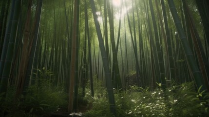 A bamboo forest growing rapidly after the rainy season
