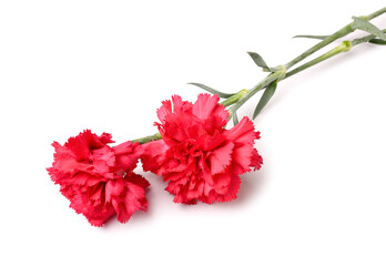 Two red carnations on white background