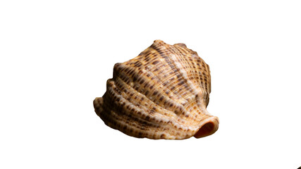 Shell in the sun. Seashell on a transparent background. Shell png