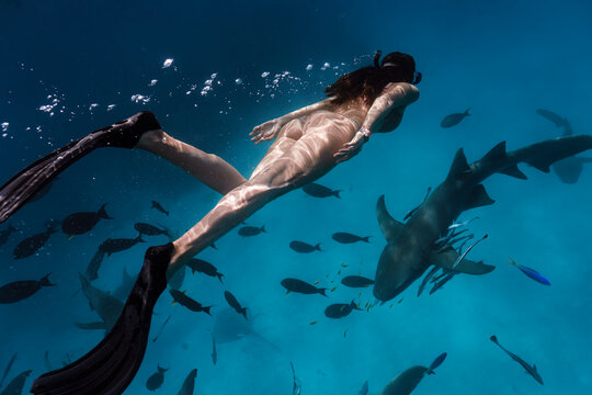 diver with shark