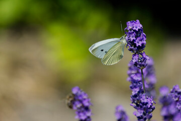 Small white butterfly (Pieris rapae) perched on lavender in Zurich, Switzerland