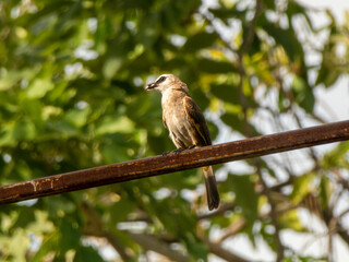 A bird perched on an iron railing  In the background is a tree with dense foliage.