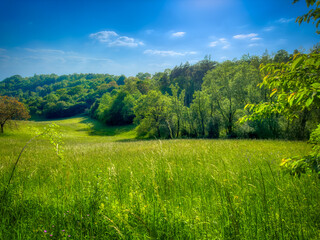Naklejka premium field and blue sky
