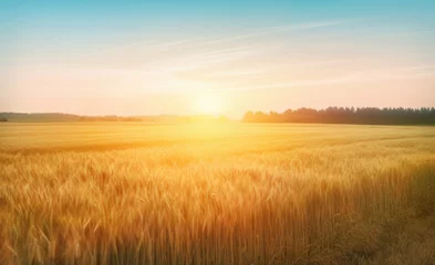 Deurstickers Golden field of wheat under bright morning sunlight © ChaoticDesignStudio