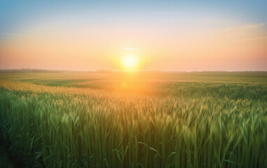 Fototapeta na wymiar Bright morning sun rising over horizon shining over a field of growing green wheat