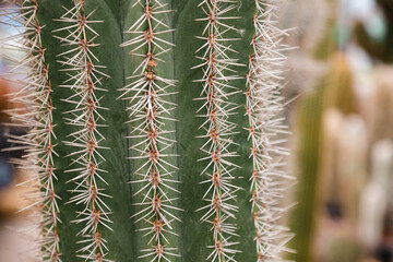 Close up photo of cactus Stenocereus griseus. Vertical ridges are protected by groups of thorns.