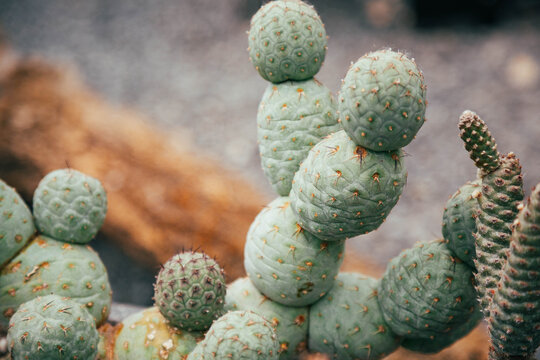 Fragment of cactus Tephrocactus geometricus on gray background.
