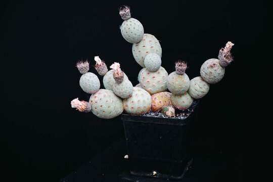 Cactus Tephrocactus geometricus in the black flower pot is on black background.