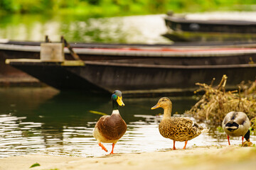 Wild drake and aduck at riverbank