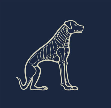 Vector illustration of a dog with visible skeleton