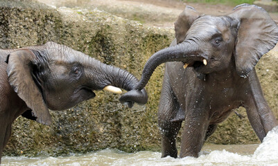 Obraz premium lion, lioness, animal, wildlife, cat, wild, cub, predator, mammal, nature, safari, feline, carnivore, young, lion cub, lions, animals, grass, baby, savannah, dog, cubs, fur