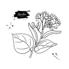 Linden branch drawing. Vector sketch of herb