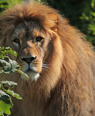portrait of a lion
