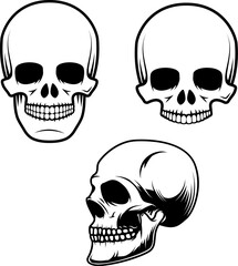 Set of the human skulls in vector