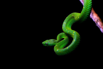 green snake on black
