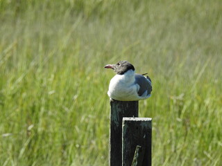 Laughing gull perched on a wooden post at the Edwin B. Forsythe National Wildlife Refuge, Galloway, New Jersey.