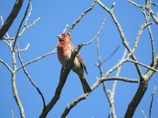 A male house finch perched on a branch at the Edwin B. Forsythe National Wildlife Refuge, Galloway, New Jersey