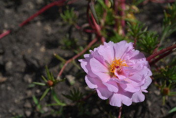 Beautiful flowers of Portulaca Portulaca. Large flowers of Portulaca. Multicolored flowers.