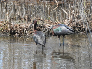 A pair of glossy ibis enjoying a beautiful summer day at the Edwin B. Forsythe National Wildlife Refuge, Galloway, New Jersey.