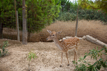 Spotted deer in the zoo. The deer is in the park. Terra Natura, Benidorm