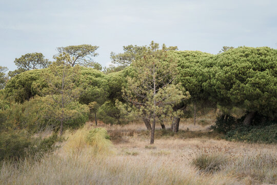 Pine trees in the nature reserve of Algarve, Portugal