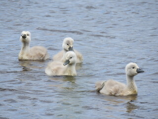 Baby mute swans, cygnets swimming in the waters of the Edwin B. National Wildlife Refuge, Galloway, New Jersey.