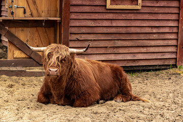 Textured brown buffalo, with large horns and long hair resting. Recreation of a large, horned buffalo with brown long hair.