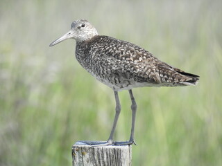 A willet standing on a wooden post at the Edwin B. Forsythe National Wildlife Refuge, Galloway, New Jersey.