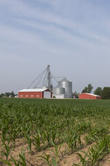 Corn farm and corn grain processing in the American Midwest. Corn can be processed into feed, fuel...
