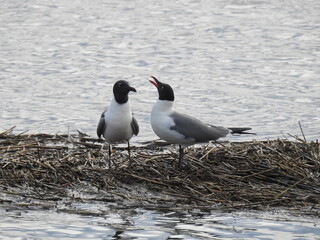 A pair of laughing gulls, male and female, enjoying a beautiful summer day at the Edwin B. Forsythe National Wildlife Refuge, Galloway, New Jersey.