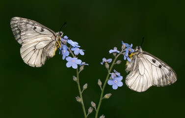 Macro shots, Beautiful nature scene. Closeup beautiful butterfly sitting on the flower in a summer garden.