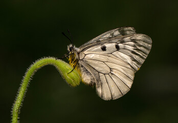 Macro shots, Beautiful nature scene. Closeup beautiful butterfly sitting on the flower in a summer garden.