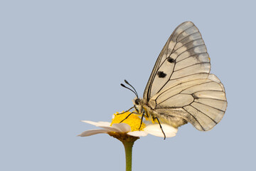 Macro shots, Beautiful nature scene. Closeup beautiful butterfly sitting on the flower in a summer garden.